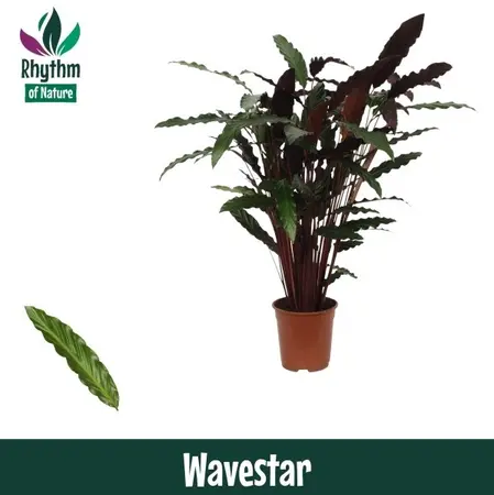 Calathea 'Wavestar' - afbeelding 2