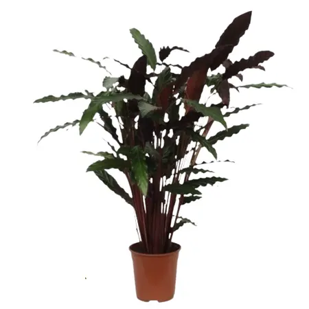 (01) CALATHEA 'WAVESTAR' POTM 21 - afbeelding 1
