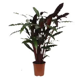 (01) CALATHEA 'WAVESTAR' POTM 21 - afbeelding 3
