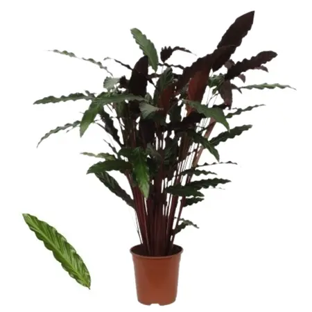 (01) CALATHEA 'WAVESTAR' POTM 21 - afbeelding 2