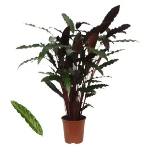 (01) CALATHEA 'WAVESTAR' POTM 21 - afbeelding 2