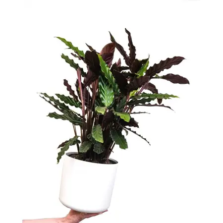 (01) CALATHEA 'WAVESTAR' POTM 21 - afbeelding 3