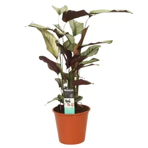 (01) CALATHEA 'WHITESTAR' POTM 19 - afbeelding 6