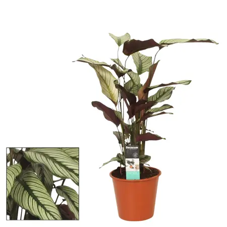 (01) CALATHEA 'WHITESTAR' POTM 19 - afbeelding 2