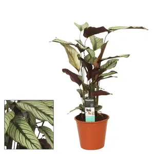 (01) CALATHEA 'WHITESTAR' POTM 19 - afbeelding 2