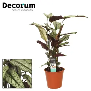 (01) CALATHEA 'WHITESTAR' POTM 19 - afbeelding 4