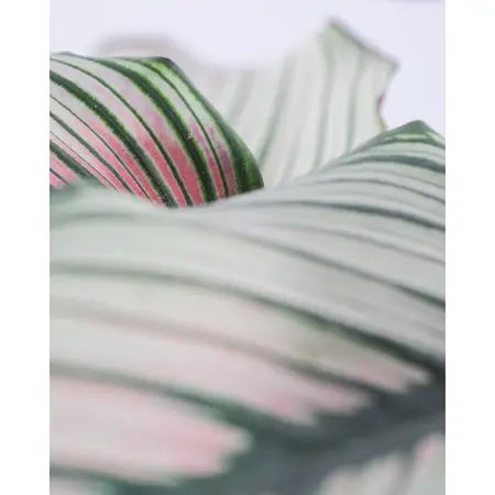 (01) CALATHEA 'WHITESTAR' POTM 19 - afbeelding 5