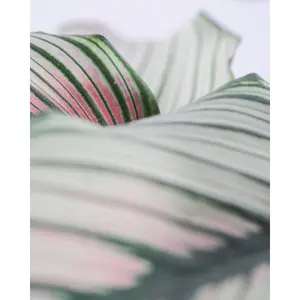 (01) CALATHEA 'WHITESTAR' POTM 19 - afbeelding 5