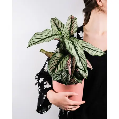 (01) CALATHEA 'WHITESTAR' POTM 19 - afbeelding 6