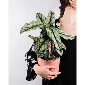 (01) CALATHEA 'WHITESTAR' POTM 19 - afbeelding 6