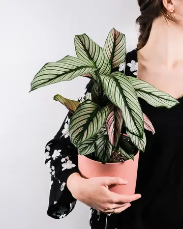 Calathea 'Whitestar' - afbeelding 5