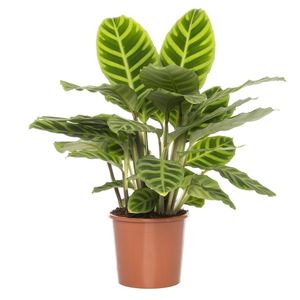 (01) CALATHEA 'ZEBRINA' POTM 14
