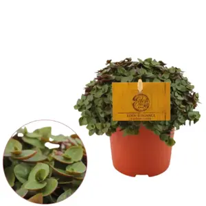 (01) CALLISIA TURTLE, 10.5CM - afbeelding 3