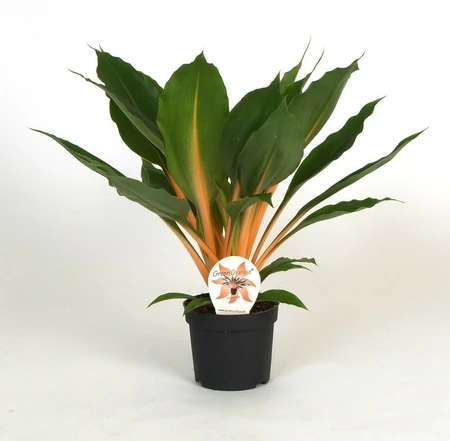 Chlorophyllum Orch Green Orange