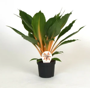 Chlorophyllum Orch Green Orange