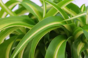 (01) CHLOROPHYTUM BONNIE, 12CM - afbeelding 3
