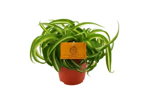 (01) CHLOROPHYTUM BONNIE, 12CM - afbeelding 4