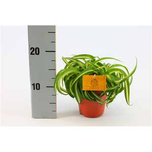 (01) CHLOROPHYTUM BONNIE, 12CM - afbeelding 2