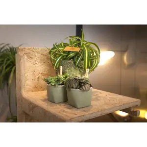 Chlorophytum Bonnie - afbeelding 2