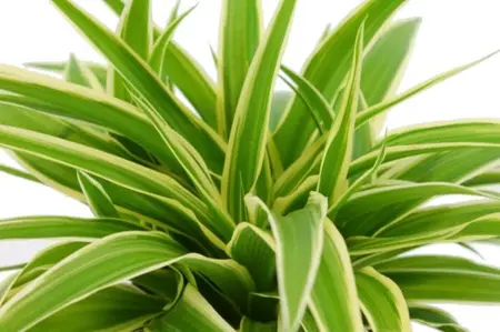 (01) CHLOROPHYTUM OCEAN, 12CM - afbeelding 2