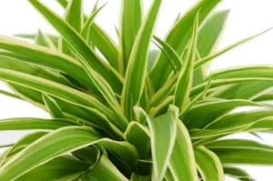 (01) CHLOROPHYTUM OCEAN, 12CM - afbeelding 2