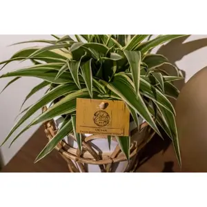 (01) CHLOROPHYTUM OCEAN, 12CM - afbeelding 3