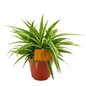 (01) CHLOROPHYTUM OCEAN, 12CM - afbeelding 1