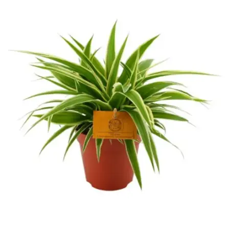 (01) CHLOROPHYTUM OCEAN, 15CM - afbeelding 1