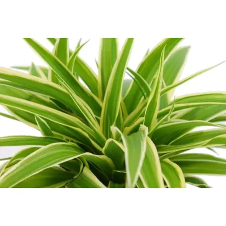 (01) CHLOROPHYTUM OCEAN, 15CM - afbeelding 2