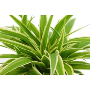 (01) CHLOROPHYTUM OCEAN, 15CM - afbeelding 2