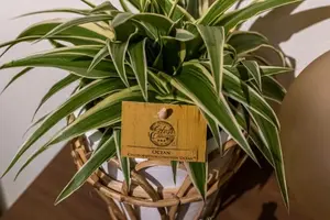 Chlorophytum Ocean - afbeelding 5