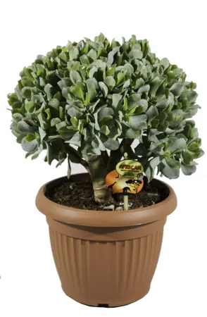 (01) CRASSULA ARB. UNDILATIFOLIA P25 - afbeelding 1