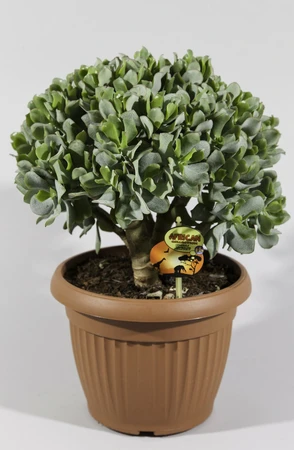 (01) CRASSULA ARB. UNDILATIFOLIA P25 - afbeelding 3