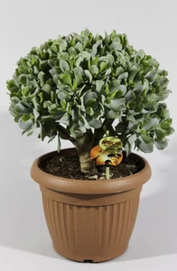 (01) CRASSULA ARB. UNDILATIFOLIA P25 - afbeelding 3