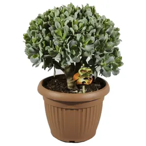 (01) CRASSULA ARB. UNDILATIFOLIA P25 - afbeelding 2