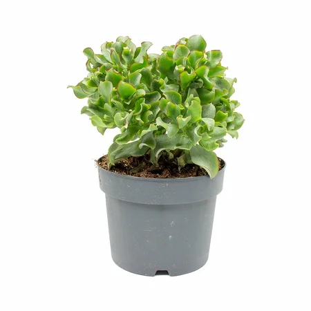 (01) CRASSULA CURLY P12