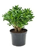 (01) CRASSULA HULK P12
