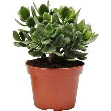 (01) CRASSULA HULK P15