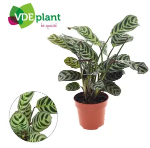 (01) CTENANTHE BURLE -MARXII P12 - afbeelding 4