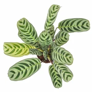 (01) CTENANTHE BURLE -MARXII P12 - afbeelding 5