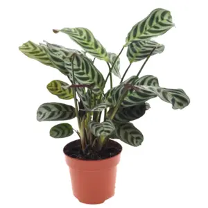 (01) CTENANTHE BURLE -MARXII P12 - afbeelding 5