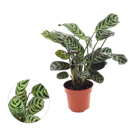 (01) CTENANTHE BURLE -MARXII P12 - afbeelding 3