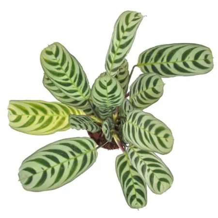 (01) CTENANTHE BURLE -MARXII P12 - afbeelding 2
