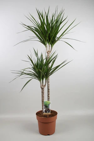 (01) DRACAEANA MARGINATA  P17 - afbeelding 2