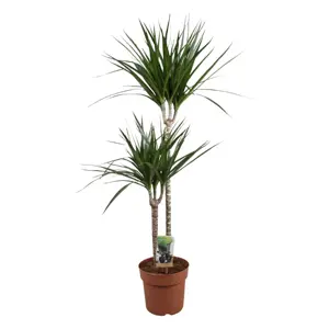 (01) DRACAEANA MARGINATA P17 - afbeelding 2