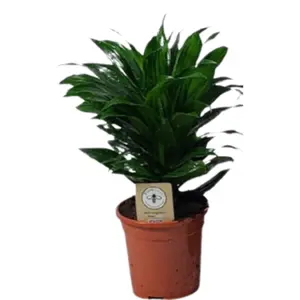 (01) DRACAENA COMPACTA KOPSTEK P17 - afbeelding 2