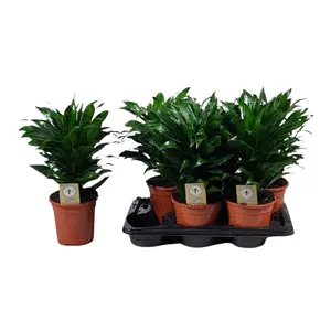 (01) DRACAENA COMPACTA KOPSTEK P17 - afbeelding 2