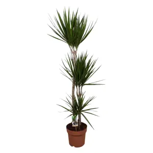 (01) DRACAENA MARGINATA P24 90-45-15