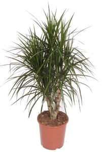 (01) DRACAENA MARGINATA VERTAKT P27 - afbeelding 2