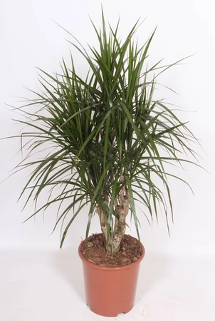 (01) DRACAENA MARGINATA VERTAKT P27 - afbeelding 2